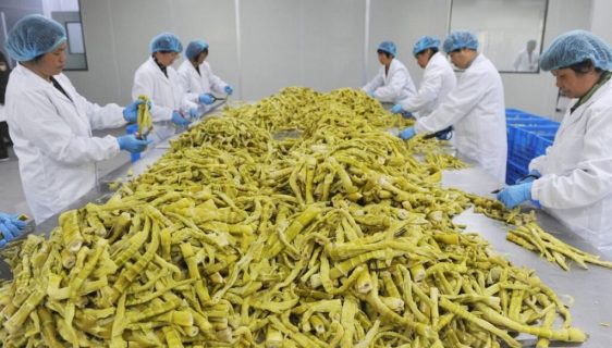 بامبو به اندازه شیر گاو دارای مقادیر بالای پروتئین و مواد مغذی است