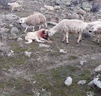 واکنش گوسفندها به سگ زخمی گله که از آن‌ها دفاع کرده بود+عکس