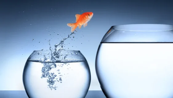 پرش ماهی قرمز از تنگ کوچک به بزرگ